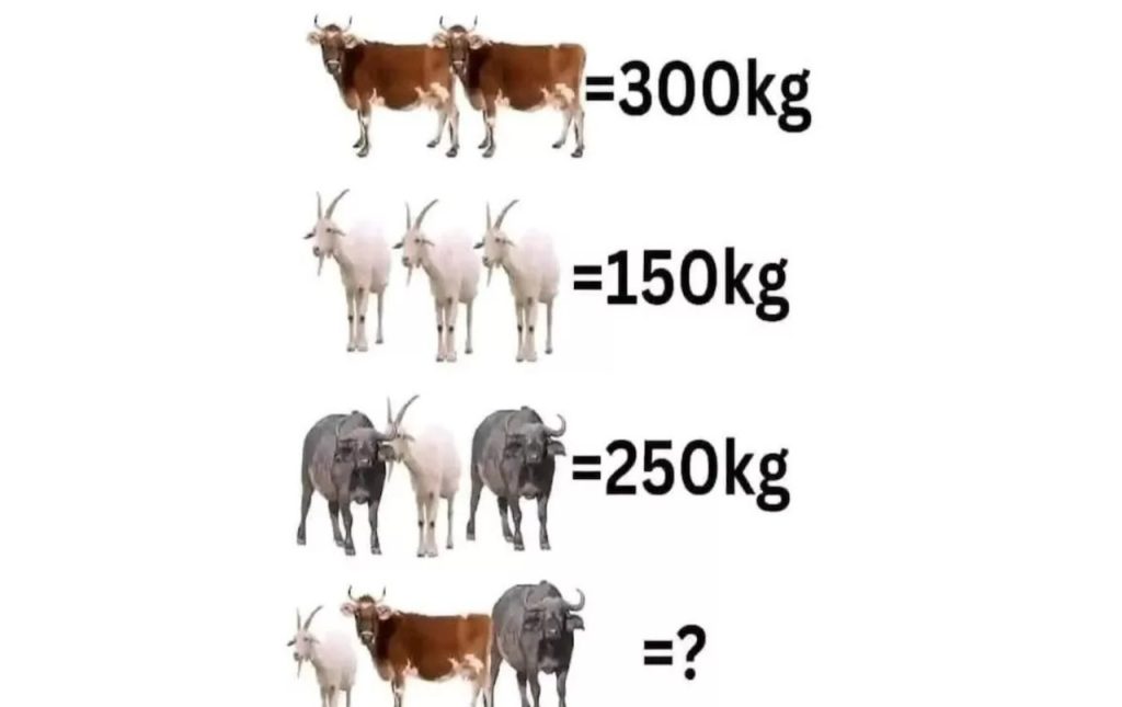 vacas