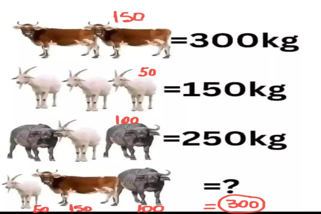 vacas