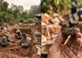Uma única vértebra revelou um gigante perdido de 150 milhões de anos que mudou a história dos dinossauros