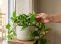 A planta que virou fenômeno entre decoradores por crescer com pouca luz, deixar os ambientes mais agradáveis e purificar o ar