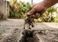 Quem cuida do jardim está descobrindo um truque simples para reduzir as ervas daninhas sem complicação