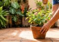 O sol forte não precisa ser um problema: estas plantas transformam qualquer jardim em um espetáculo de cores