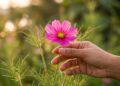 Ela espalha suas próprias sementes, floresce por meses e pode deixar seu jardim mais bonito a cada primavera