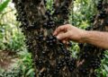 Como transformar sua jabuticabeira em uma verdadeira “máquina de produção” com cuidados simples e constantes
