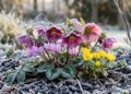 Essas flores de inverno desafiam o frio e criam um jardim florido, colorido e cheio de vida durante toda a estação