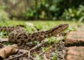 O que fazer ao encontrar uma cobra perto de casa: Especialistas recomendam evitar esse erro muito comum