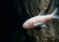 Um peixe sem olhos encontrado em uma caverna está intrigando cientistas por sua evolução incomum