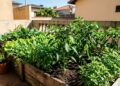 Sua horta com sol o dia todo: estas plantas podem crescer muito mais, produzir colheitas abundantes e facilitar o cultivo