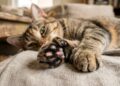 Gato resgatado com 28 dedos entra para o Guinness World Records e surpreende veterinários com sua história