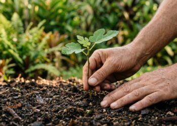 Ela produz uma fruta deliciosa, mas especialistas alertam: plantá-la perto da residência pode ser um erro