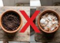 Nem borra de café nem casca de ovo: o ingrediente que pode fazer o jasmim florescer muito mais em 14 dias