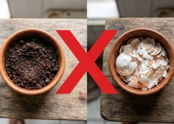Nem borra de café nem casca de ovo: o ingrediente que pode fazer o jasmim florescer muito mais em 14 dias