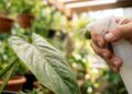 O fungicida caseiro com bicarbonato que salva plantas doentes: a mistura simples que jardineiros estão usando contra fungos