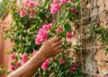 As trepadeiras com flores que podem transformar um muro sem graça em um verdadeiro jardim cheio de cor, sombra e privacidade