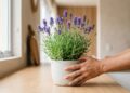 Essas 7 plantas aromáticas transformam qualquer casa em um ambiente naturalmente perfumado