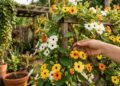 Conheça a trepadeira que explode em flores, cresce até 3 metros e transforma qualquer varanda em um jardim encantado