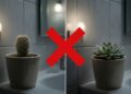 Nem cacto nem suculenta: estas são as plantas que realmente suportam banheiros sem luz natural