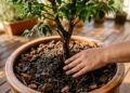 As 7 melhores árvores para vasos que crescem bonitas, ocupam pouco espaço e ainda podem encher sua casa de flores e frutos