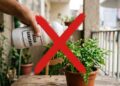 Por que a água sanitária não é indicada para plantas? A explicação pode mudar sua rotina de jardinagem