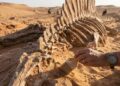 Achado extraordinário revela que o maior predador do Cretáceo dominava terra e água ao mesmo tempo