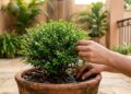 Especialistas revelam os 6 arbustos de baixa manutenção que deixam terraços e jardins bonitos o ano inteiro