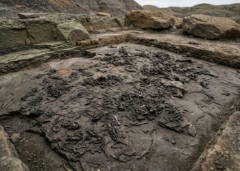 O “cemitério das rãs” descoberto na Alemanha revelou uma das mortes em massa mais curiosas da história da Terra