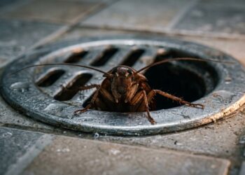 Antes de usar veneno, faça isso nos ralos da sua casa: método simples ajuda a impedir a entrada de baratas