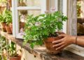 Essa planta antiga pode mudar o clima da sua casa: aroma cítrico, frescor e proteção natural contra insetos