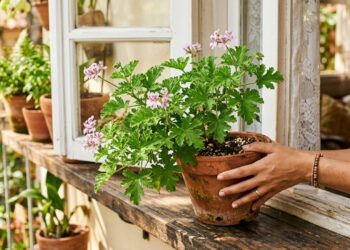 Essa planta antiga pode mudar o clima da sua casa: aroma cítrico, frescor e proteção natural contra insetos