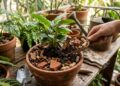 Os cultivadores de flores revelam o melhor fertilizante caseiro com 4 ingredientes simples que pode transformar o crescimento das plantas em vasos