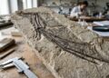 O osso de dinossauro que ficou esquecido por 40 anos e revelou um segredo da Antártida pré-histórica