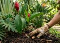 Efeito oásis no jardim: as 5 plantas que transformam qualquer quintal em um paraíso tropical exuberante