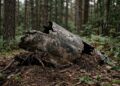 Os fragmentos encontrados em uma floresta da Polônia podem revelar o destino de uma aeronave desaparecida há mais de 80 anos