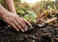Especialistas revelam as melhores plantas para semear em julho e garantir flores por toda a primavera