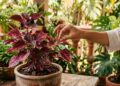 A planta que está conquistando jardineiros por sua cor intensa, crescimento rápido e facilidade extrema de cultivo