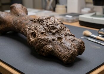 Fósseis revelam que dinossauros gigantes sofreram com uma infecção óssea semelhante à dos humanos há 85 milhões de anos atrás