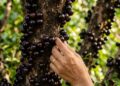 Nem limoeiro nem aceroleira: a árvore frutífera que está conquistando quem sonha em colher frutas no próprio quintal