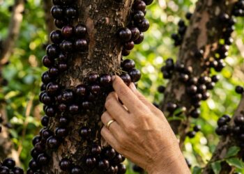 Nem limoeiro nem aceroleira: a árvore frutífera que está conquistando quem sonha em colher frutas no próprio quintal