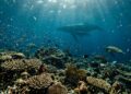 O que aconteceria se toda a vida marinha desaparecesse? A resposta dos cientistas é mais preocupante do que parece