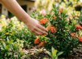 Nem todas as flores provocam alergias: conheça 7 arbustos que deixam o jardim colorido sem espalhar pólen