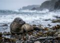 Ela salvou uma foca abandonada em uma praia e criou um dos maiores santuários de animais marinhos do Reino Unido