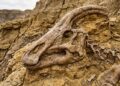 O Brasil já foi terra de gigantes: conheça os dinossauros que dominaram o território há milhões de anos