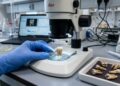 Como um simples dente ajudou cientistas a reconstruir histórias apagadas pelo tráfico de escravos durante séculos