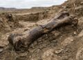 O primeiro osso de dinossauro já encontrado foi confundido com parte do corpo de um gigante bíblico