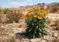 As plantas resistentes à seca que sobrevivem às ondas de calor e deixam o jardim bonito mesmo sem regar todos os dias