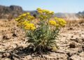 A flor “indestrutível” que desafia o calor extremo: ela floresce sob sol forte, aguenta seca e transforma qualquer jardim