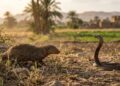 O animal que enfrenta cobras venenosas e assustou moradores no Egito: conheça o nim egípcio, o famoso “assassino de serpentes”