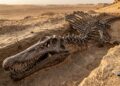 Após 100 milhões de anos, um novo fóssil revela o lado mais estranho do gigante que aterrorizava rios antigos