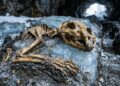 O Brasil já foi terra de gigantes: conheça os dinossauros que dominaram o território há milhões de anos