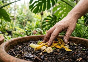 O resto de fruta que normalmente vai para o lixo pode esconder um dos truques mais inteligentes da jardinagem